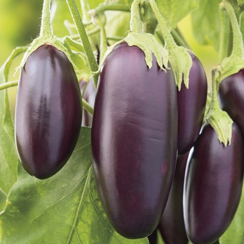 Aubergine