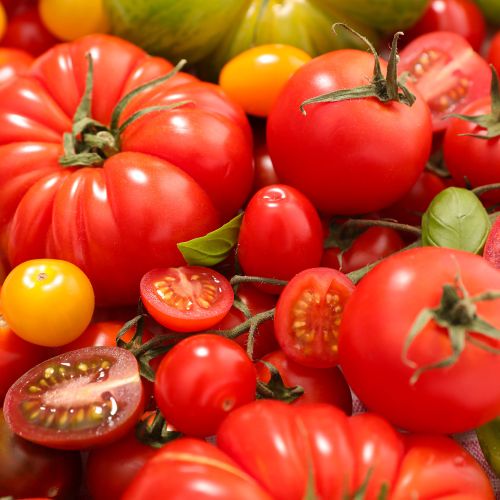 Beefsteak Tomatoes Twin Pack