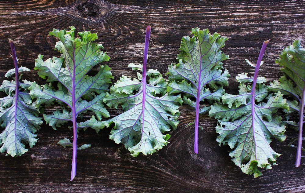 Red Russian Kale