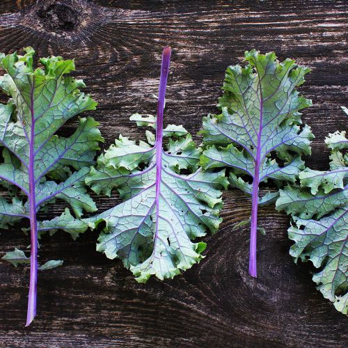 Red Russian Kale