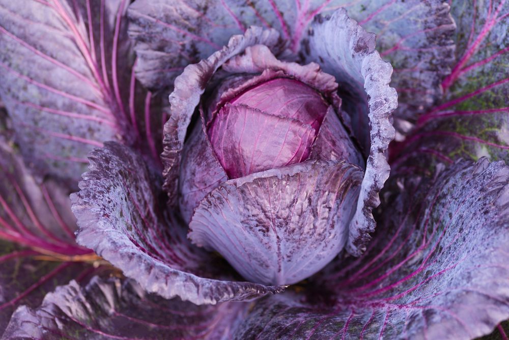 Red Cabbage