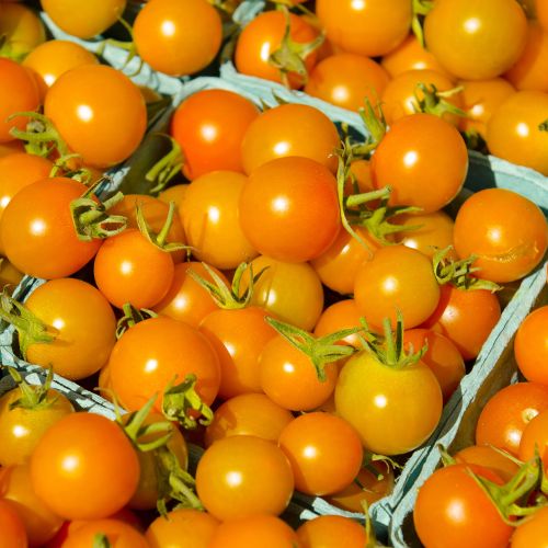 Cherry Tomatoes