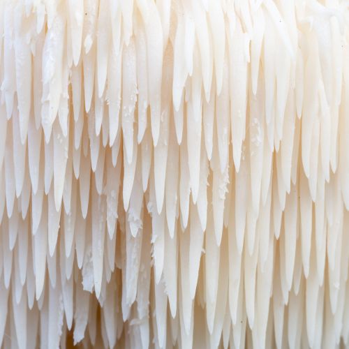 Lion's Mane Mushrooms