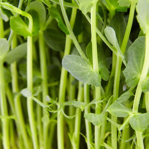 Pea Shoots