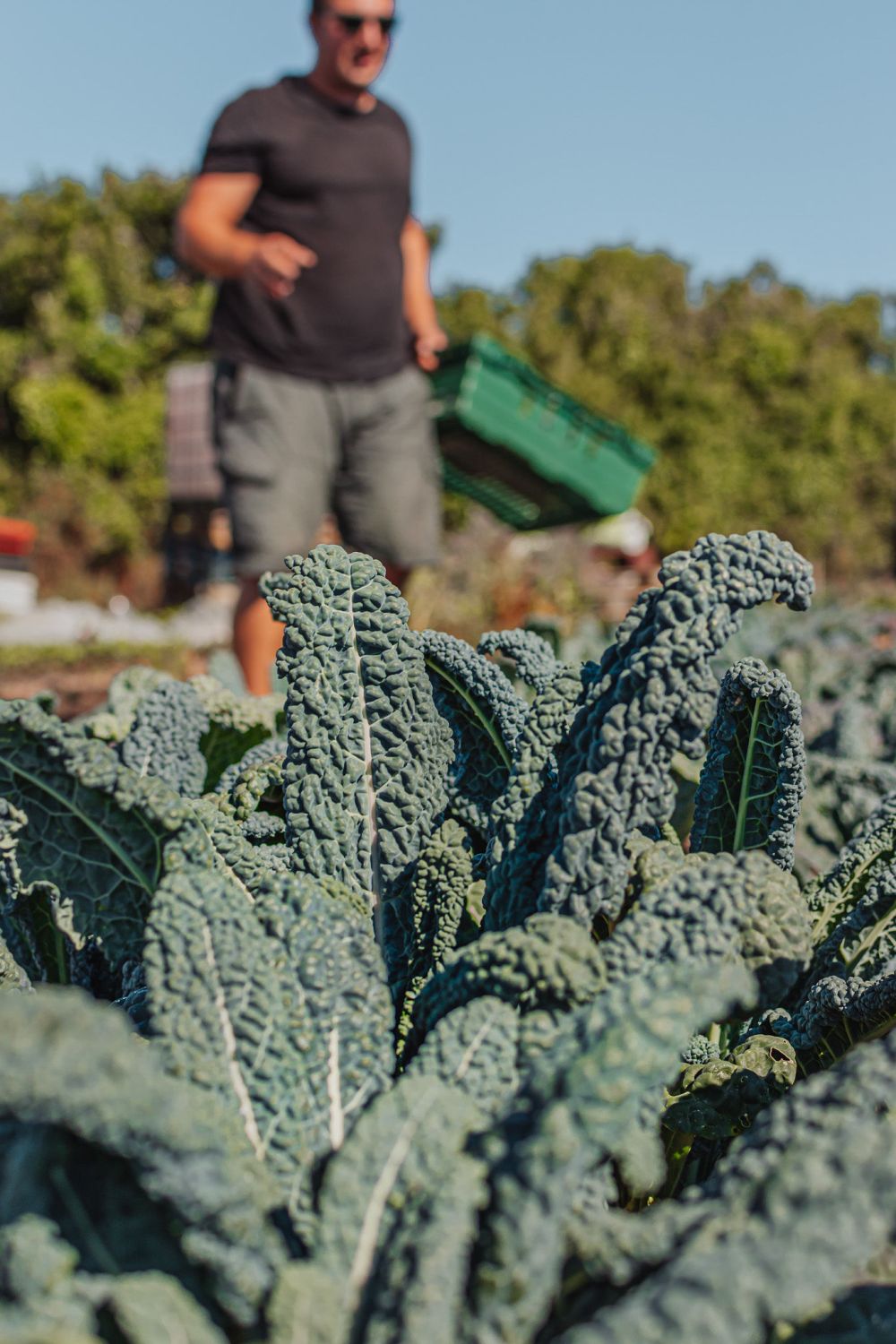 Cavolo Nero