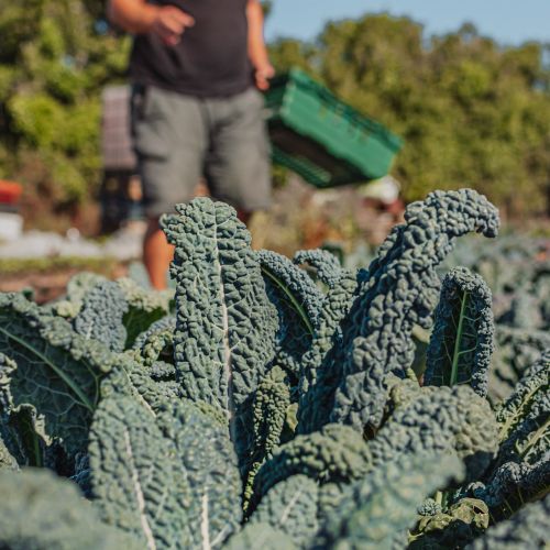 Cavolo Nero