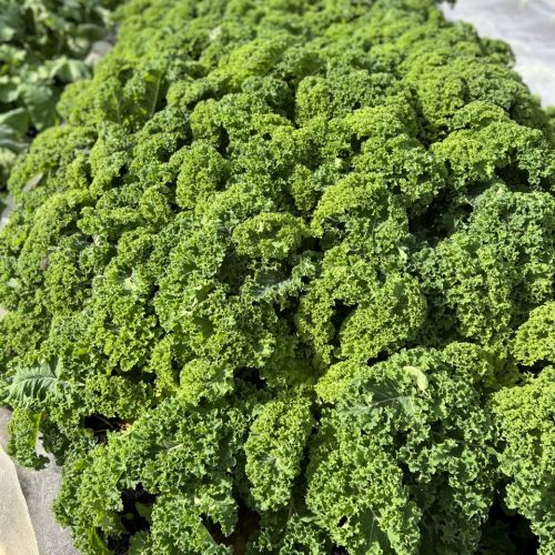 Curly Kale