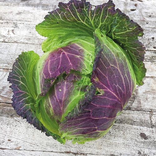 January King Cabbage