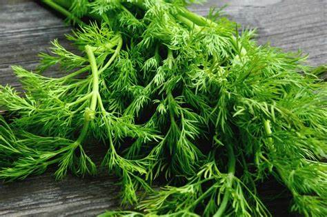Dill