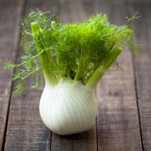 Fennel