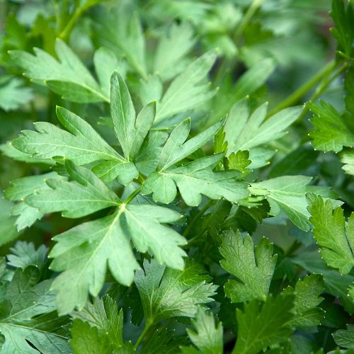Flat Leaved Parsley