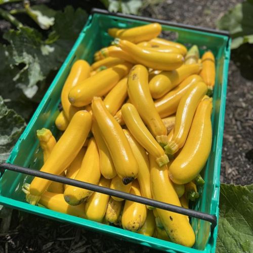 Courgettes