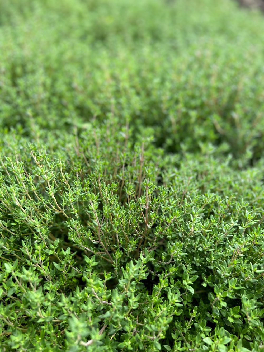 Thyme