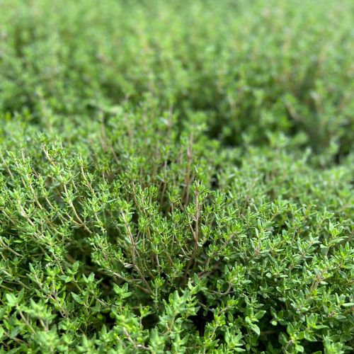 Thyme