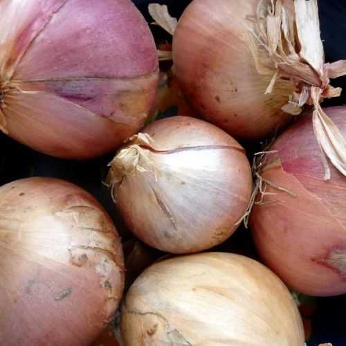 Roscoff Pink Onions 400g