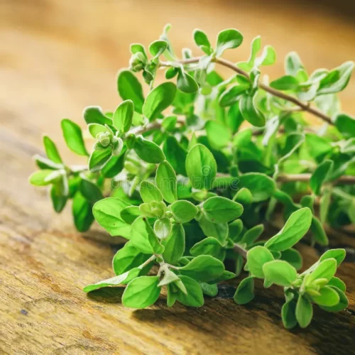 Oregano