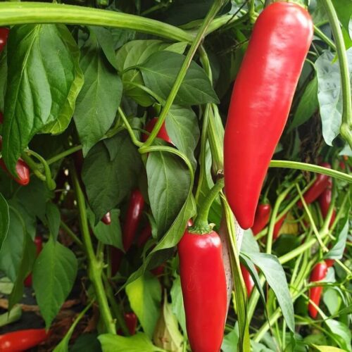 Chillies, 3 pack